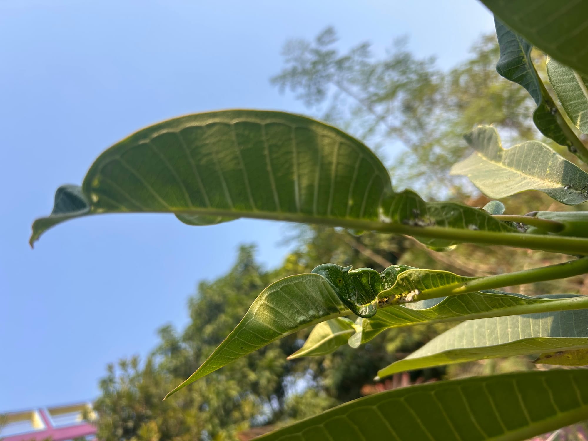 Plumeria leaf disease