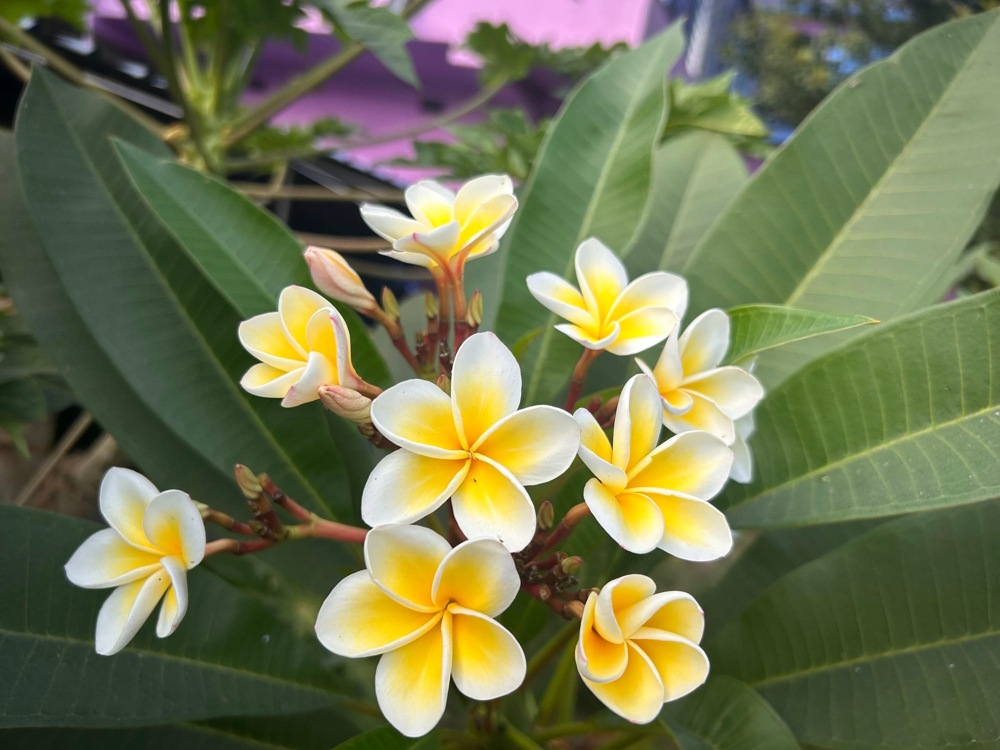 Plumeria rubra 'Celadine'