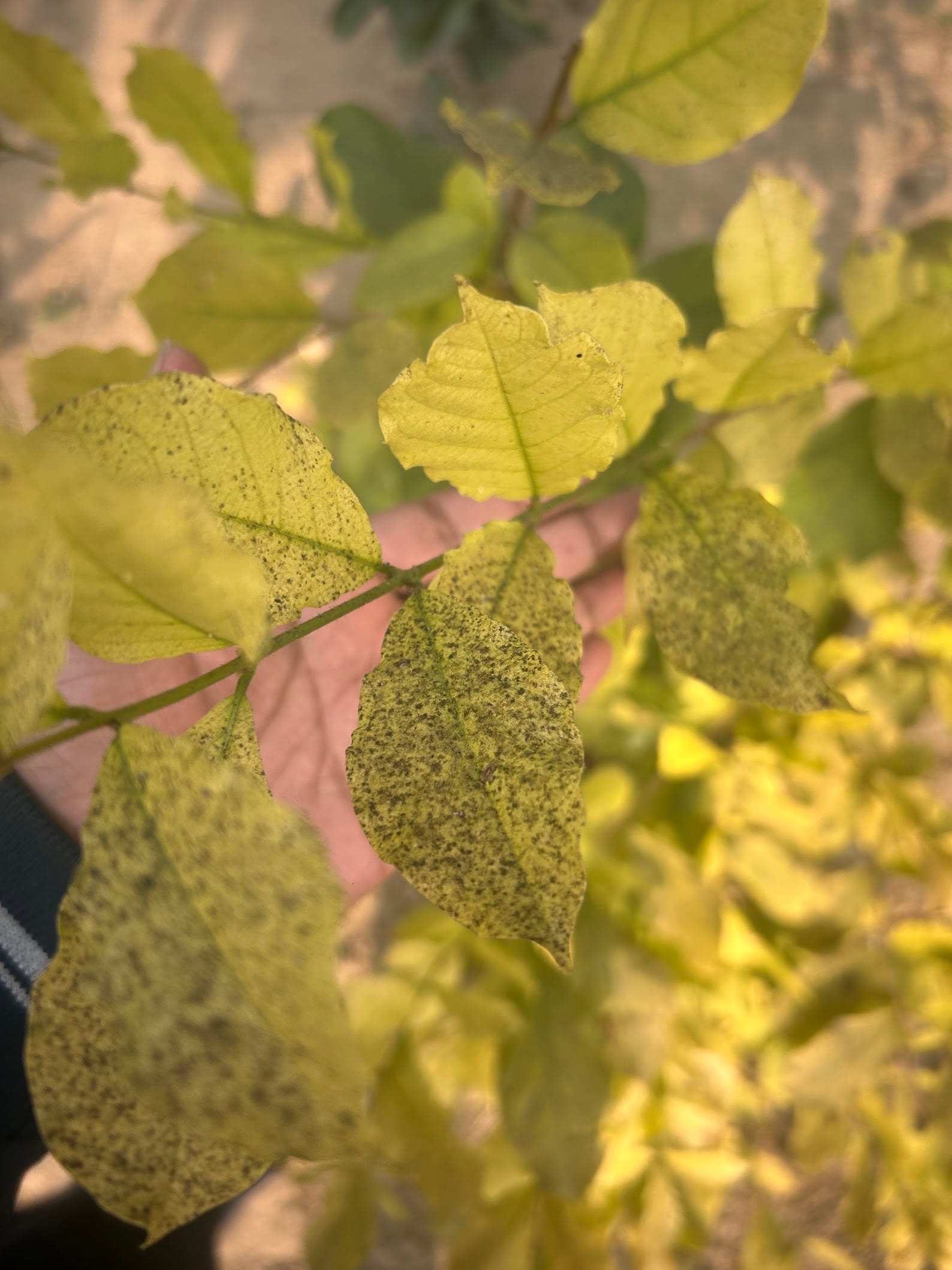 Sooty mold fungus on Rangoon creeper leaves and leaf discoloration