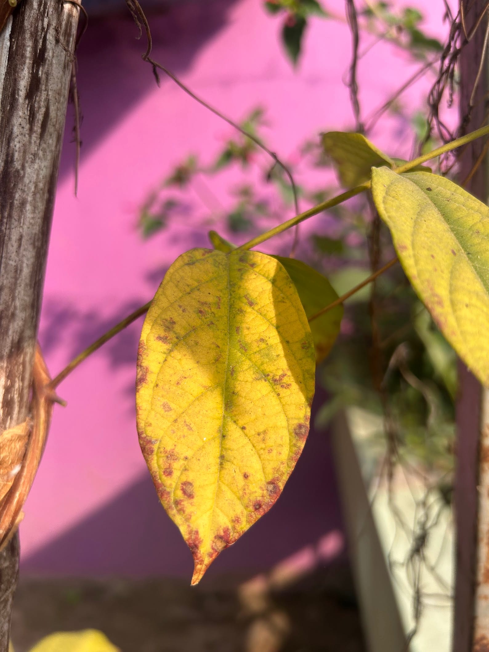 Yellow leaf - Rangoon creeper