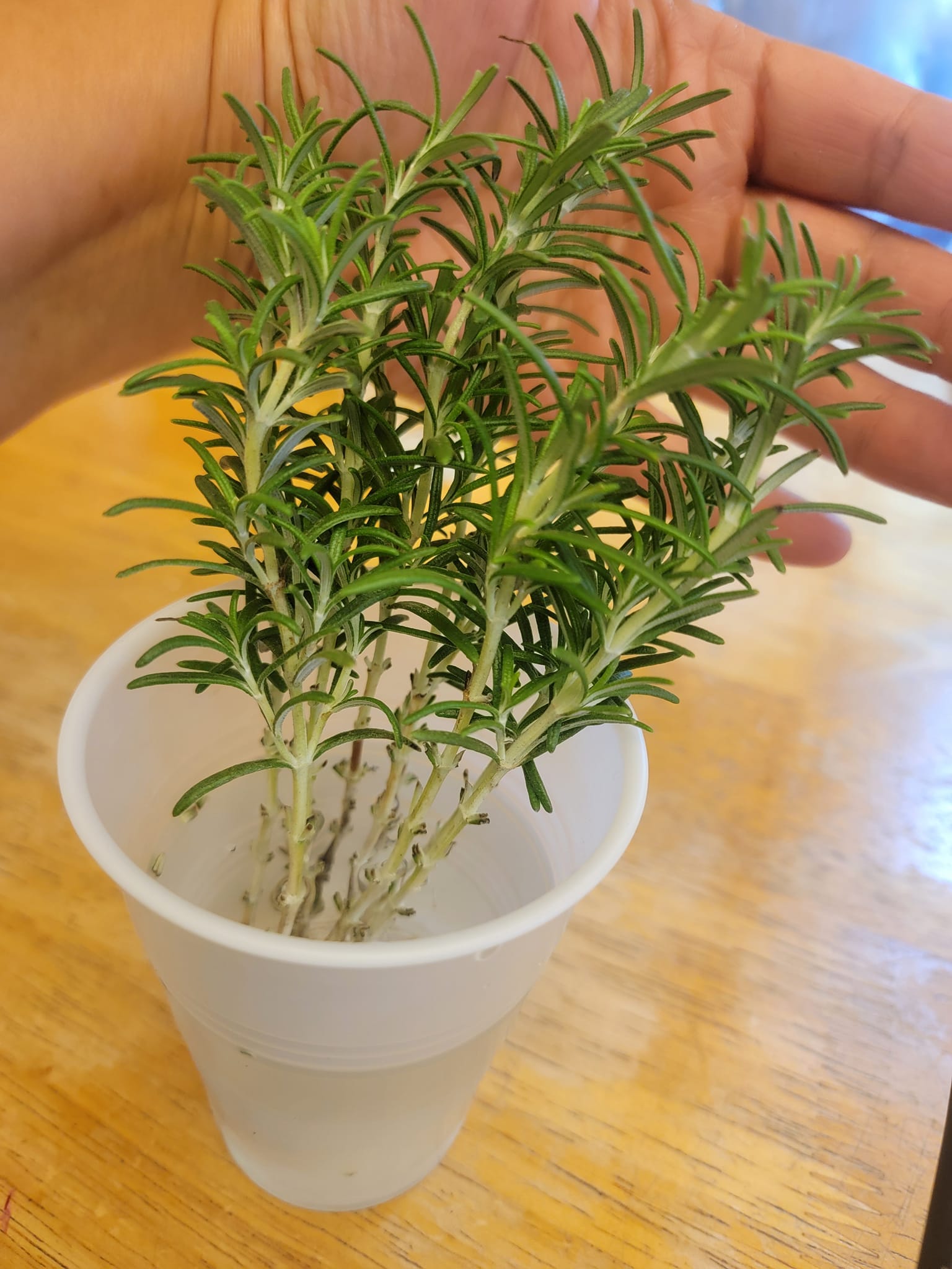 Rosemary propagation in Water