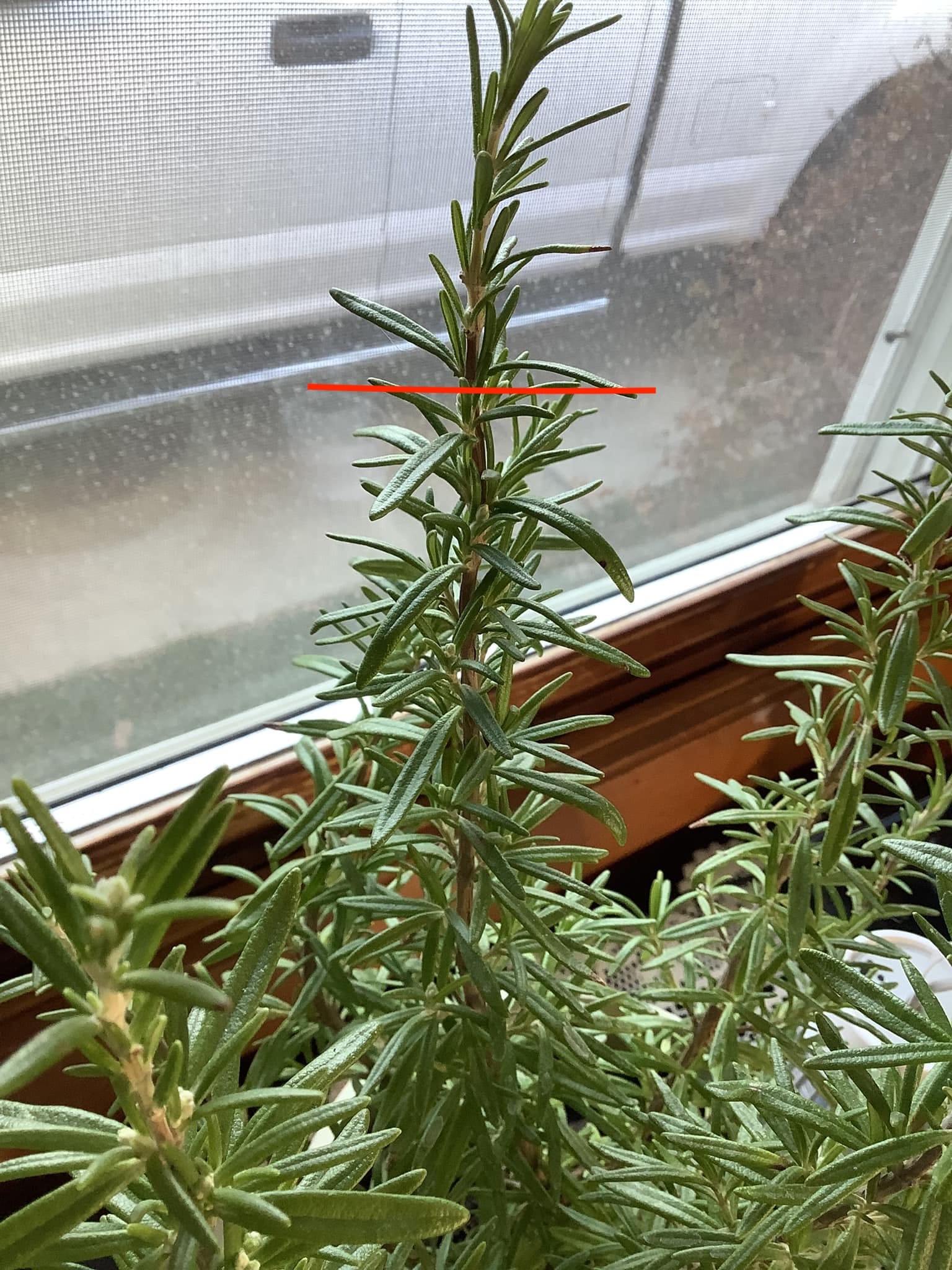 Rosemary cuttings