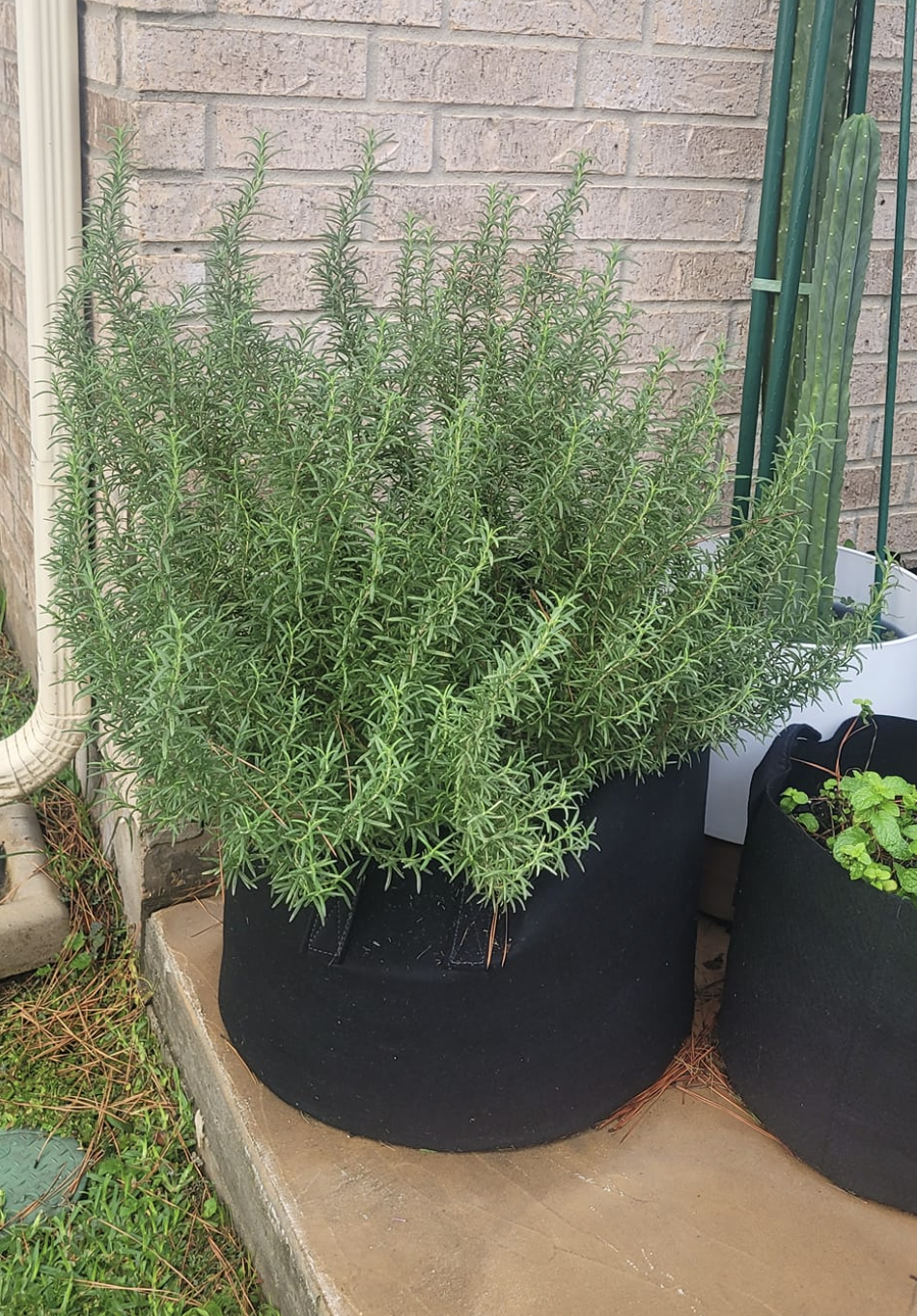 Rosemary in Growing bag