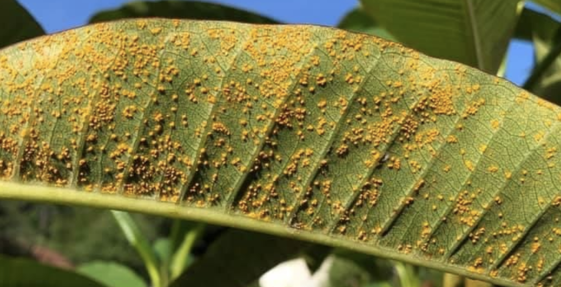 Rust on Plumeria leaf