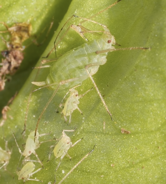 Green aphids with baby clones