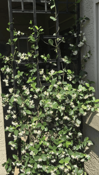 Star Jasmine