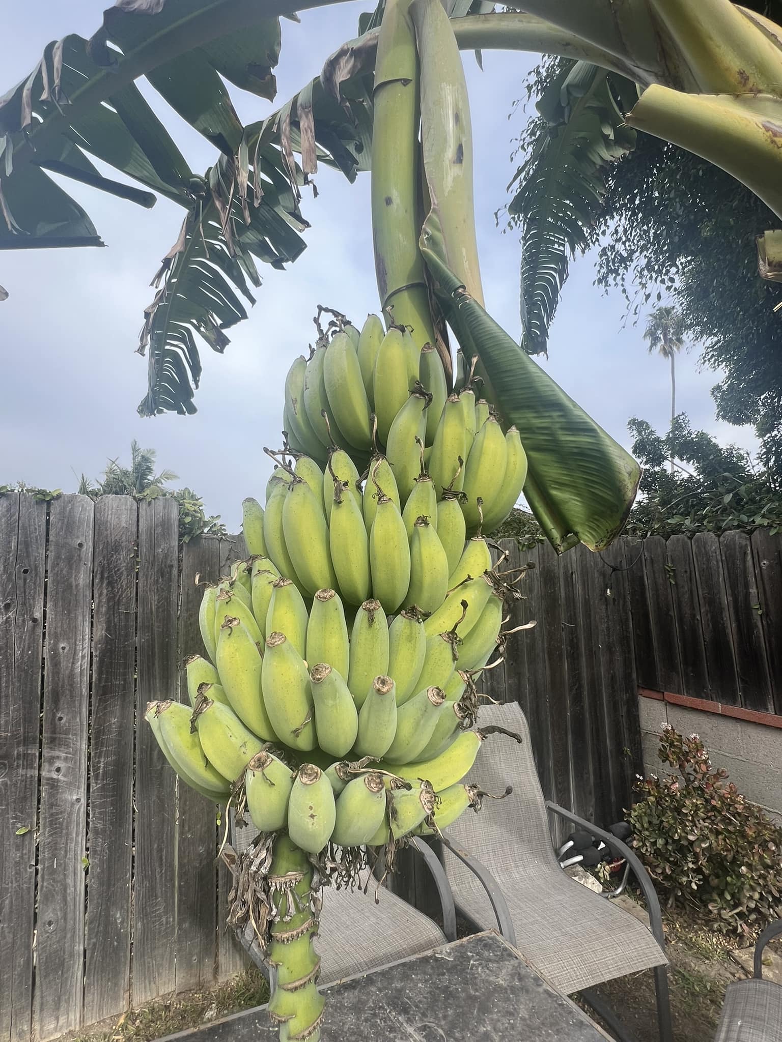 Banana tree in Florida