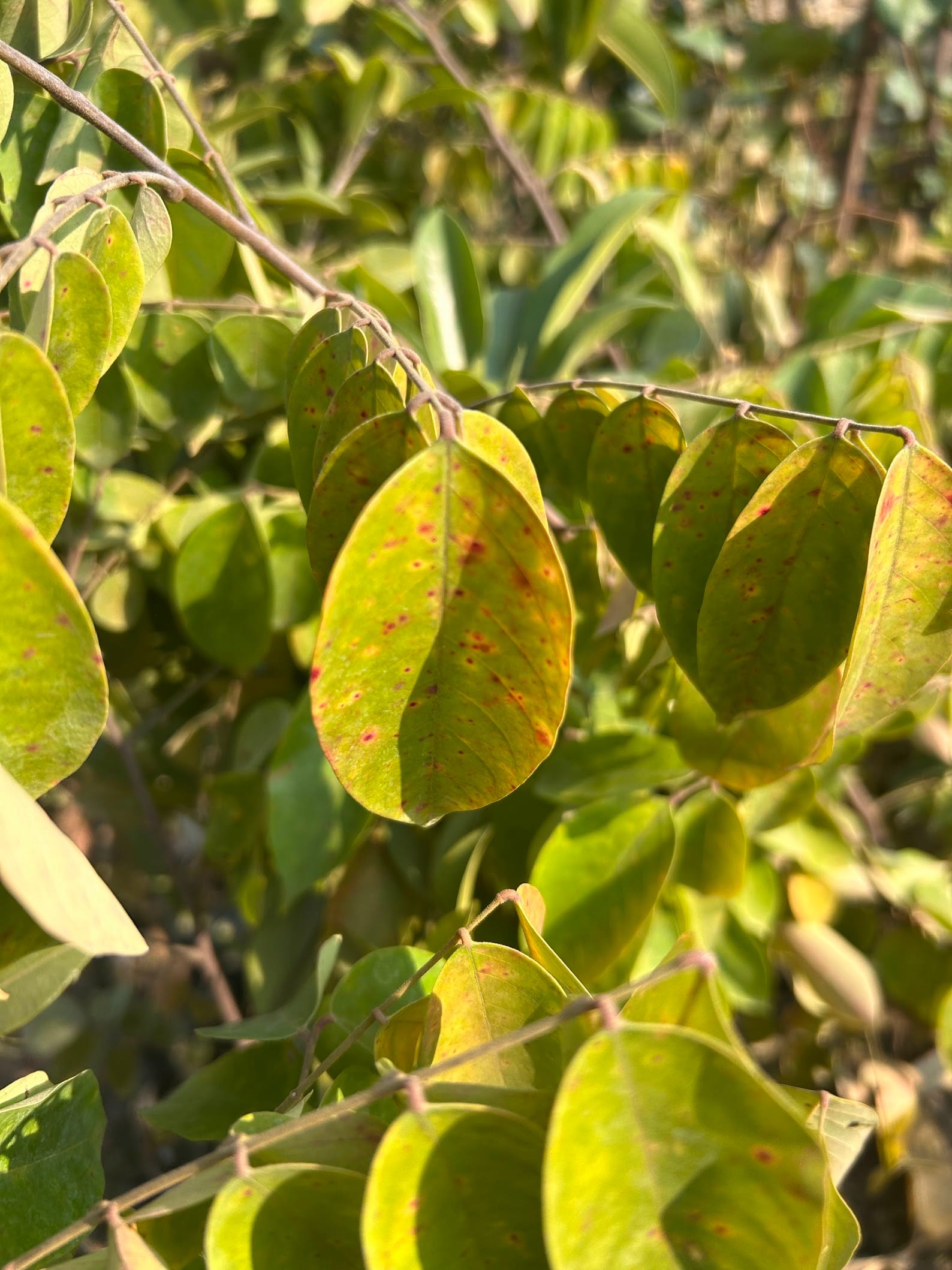 Brown circular spots on star fruit leaves