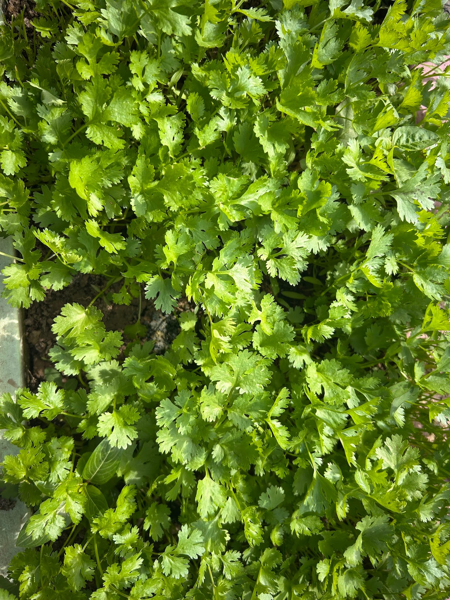 coriander