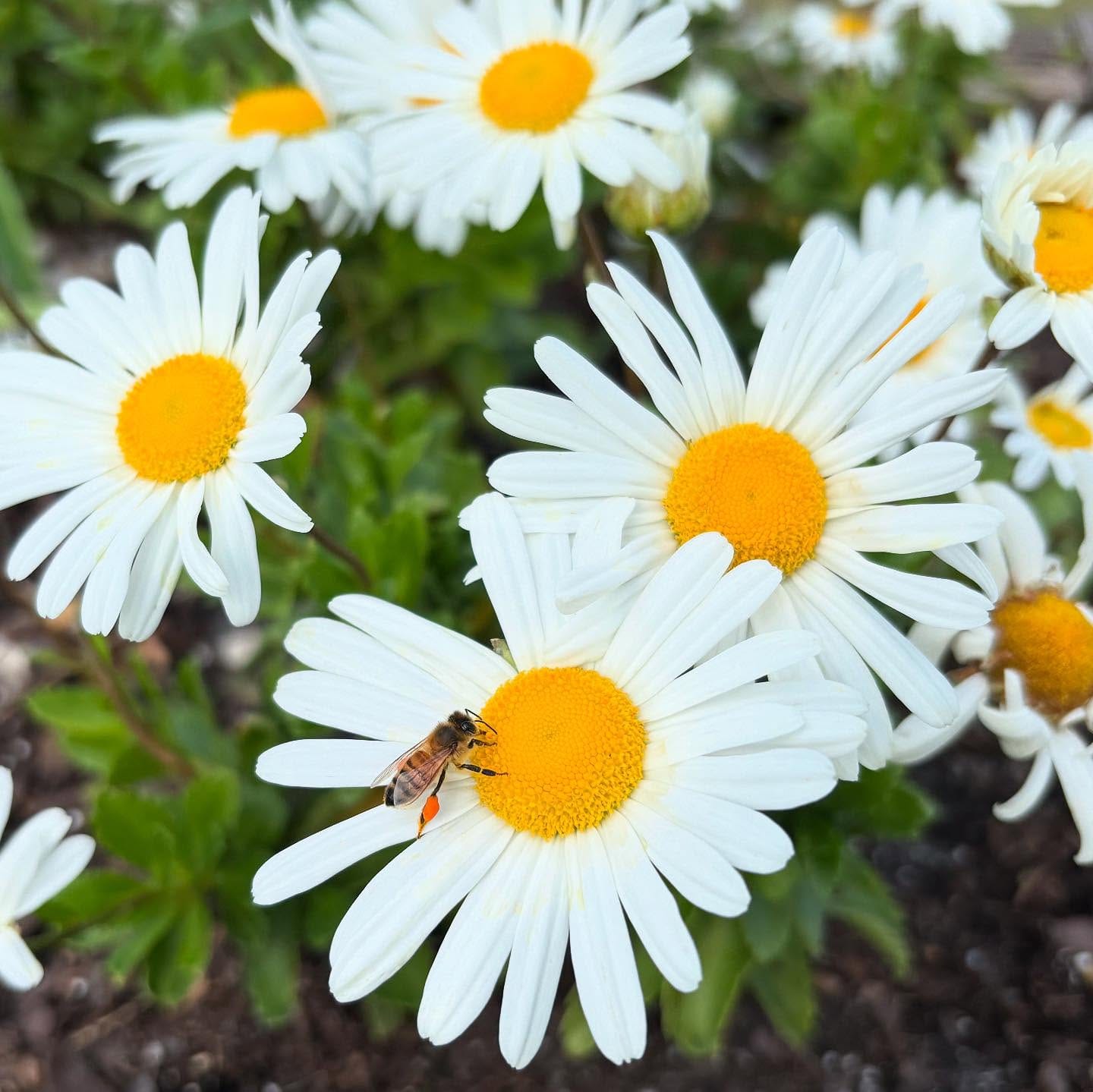 Daisy Flowers