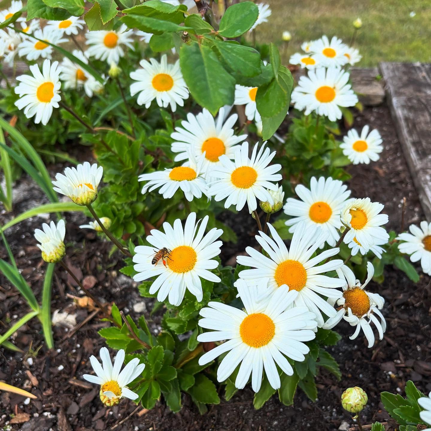 Daisy Flowers