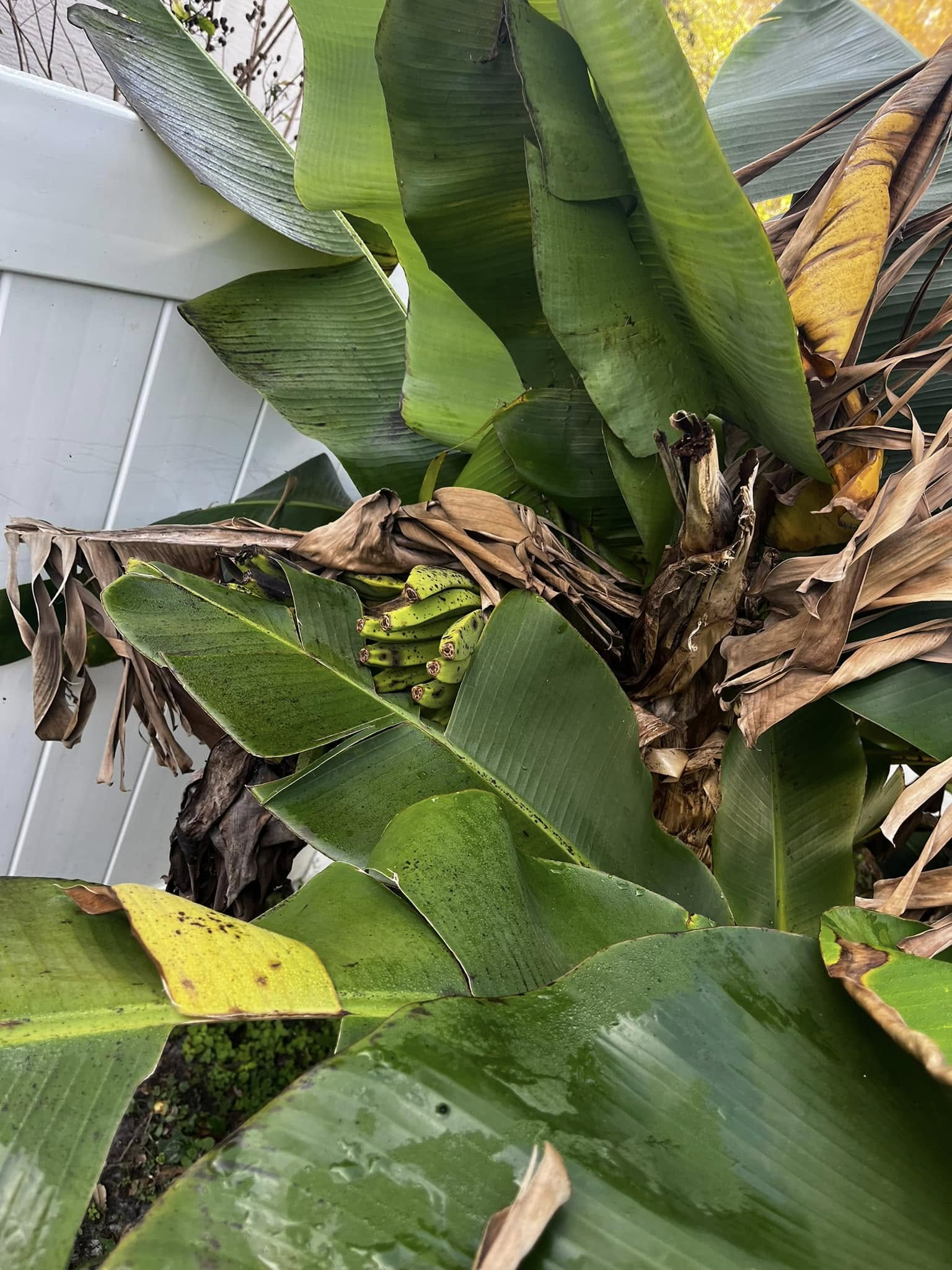 Black spots on bananas and banana stalk