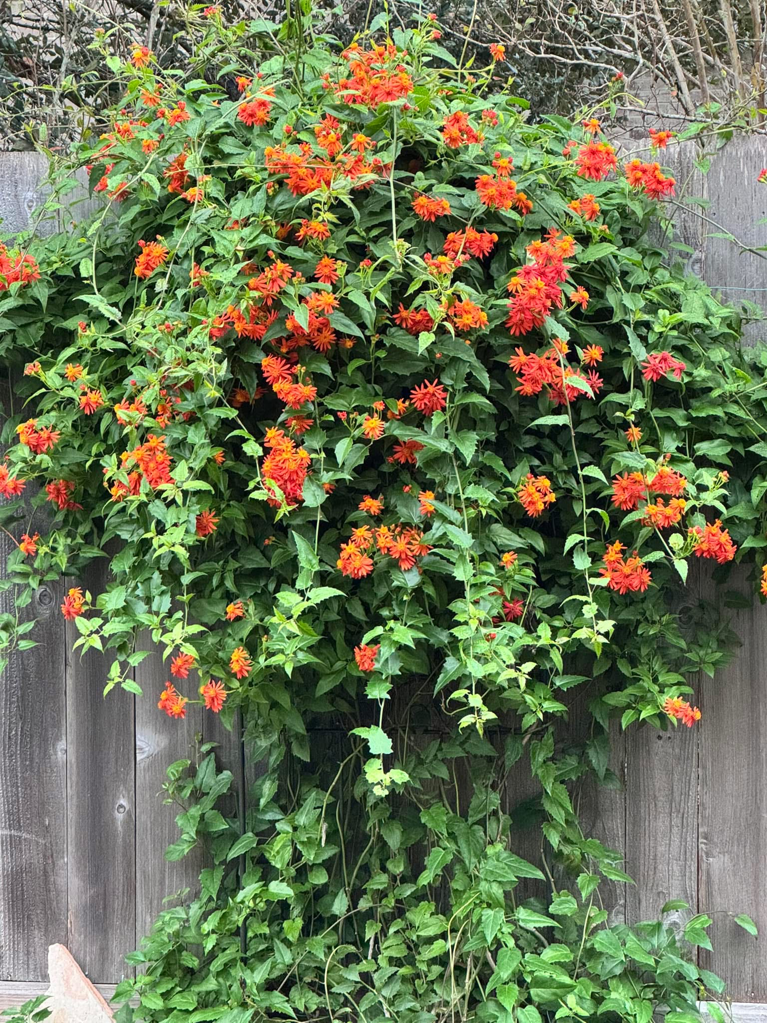 Maxican Flame vine