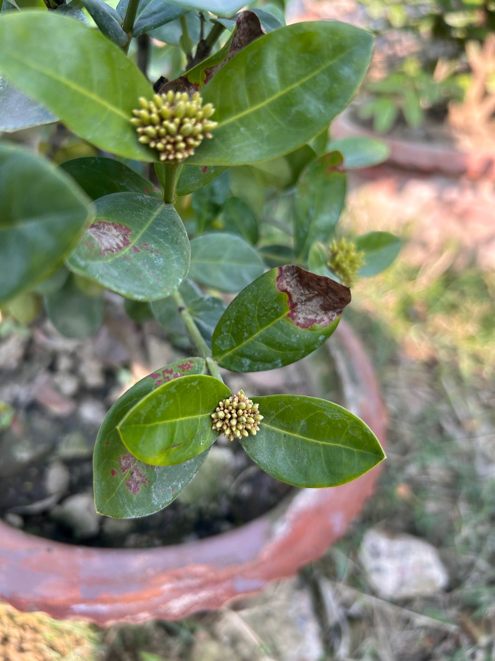 Ixora plant leaves turning brown