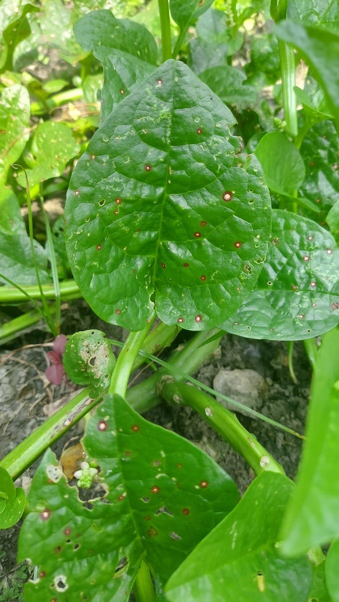 Malabar Spinach