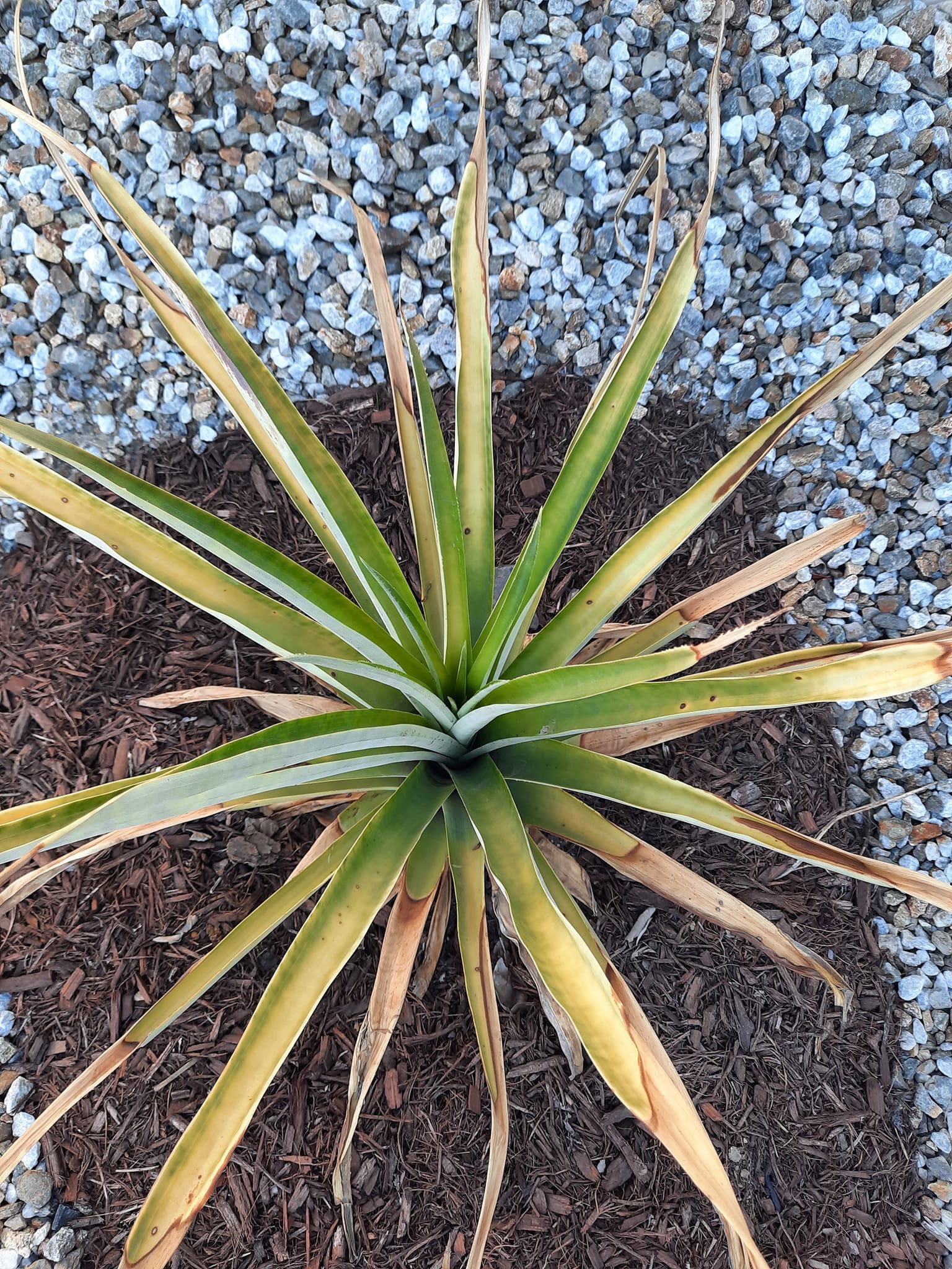 Pineapple leaves turning yellow and brown at the same time