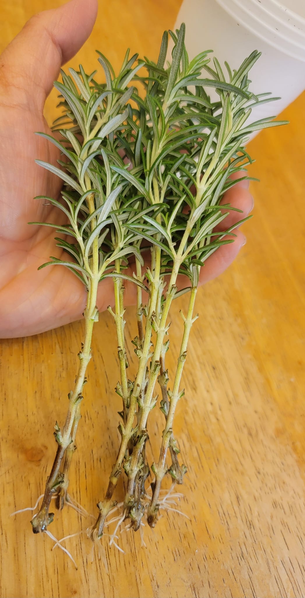 Rosemary rooting in Water