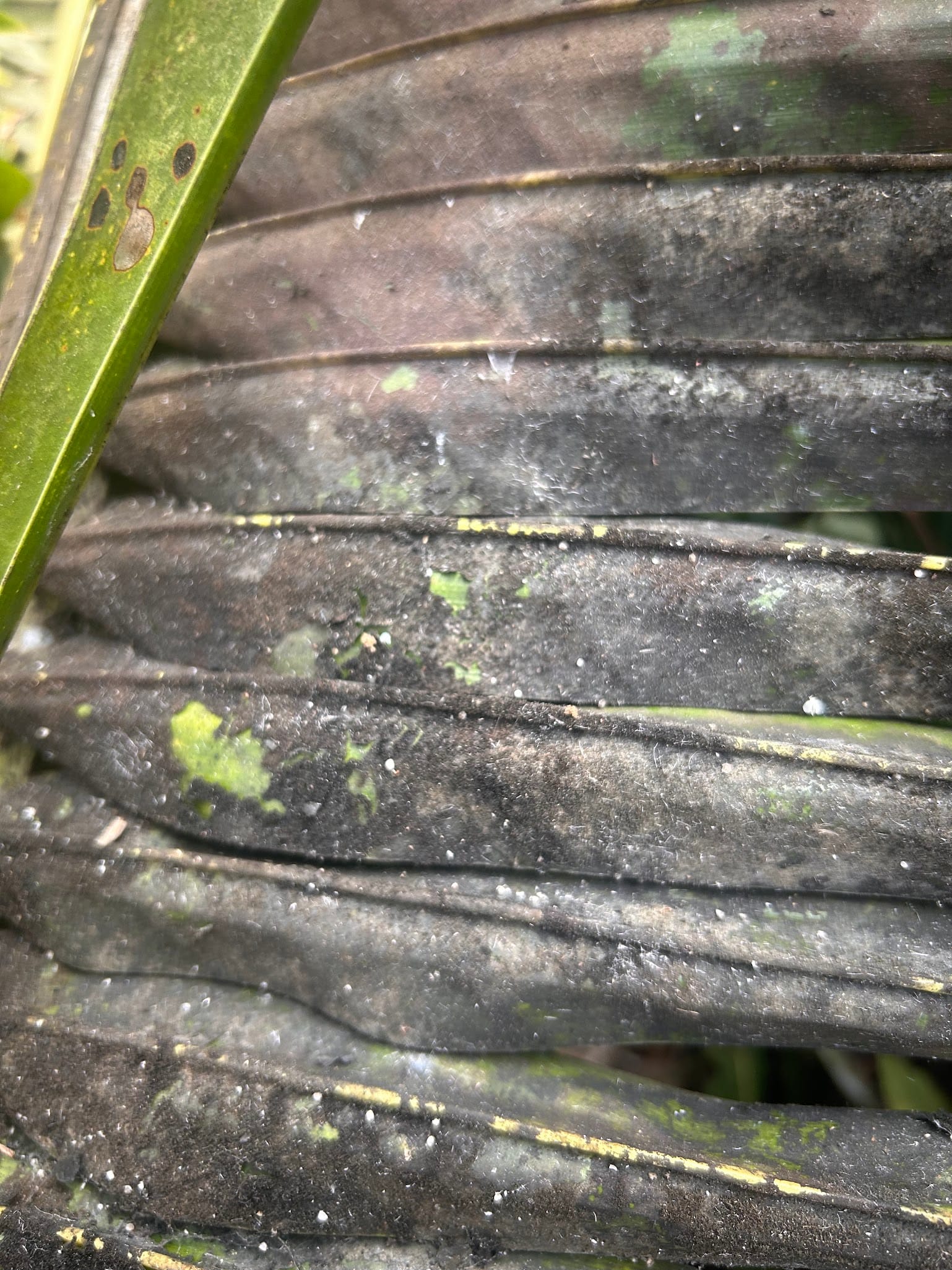 Sooty mold on the palm fronds