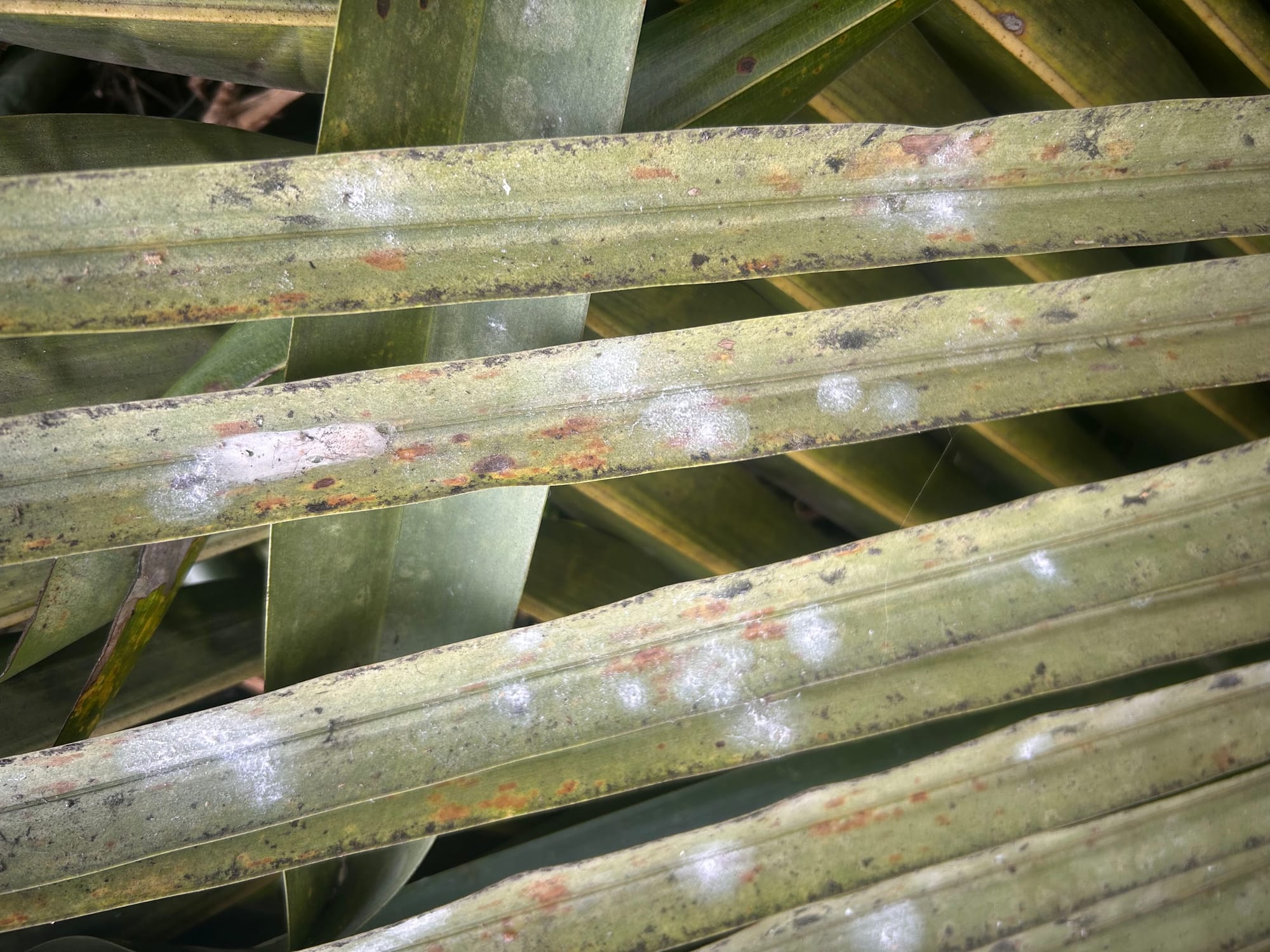 White spots on palm leaves