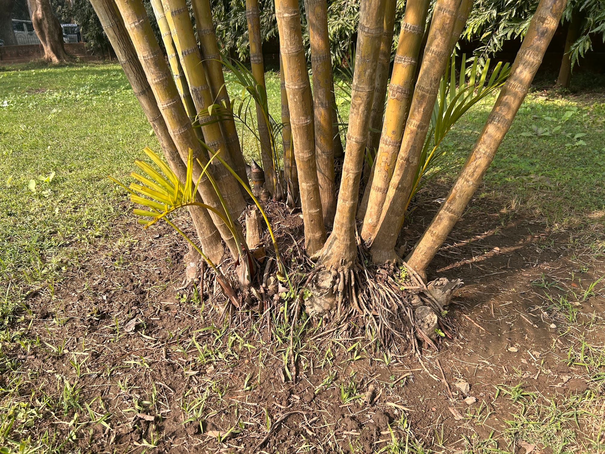 Areca Palm root