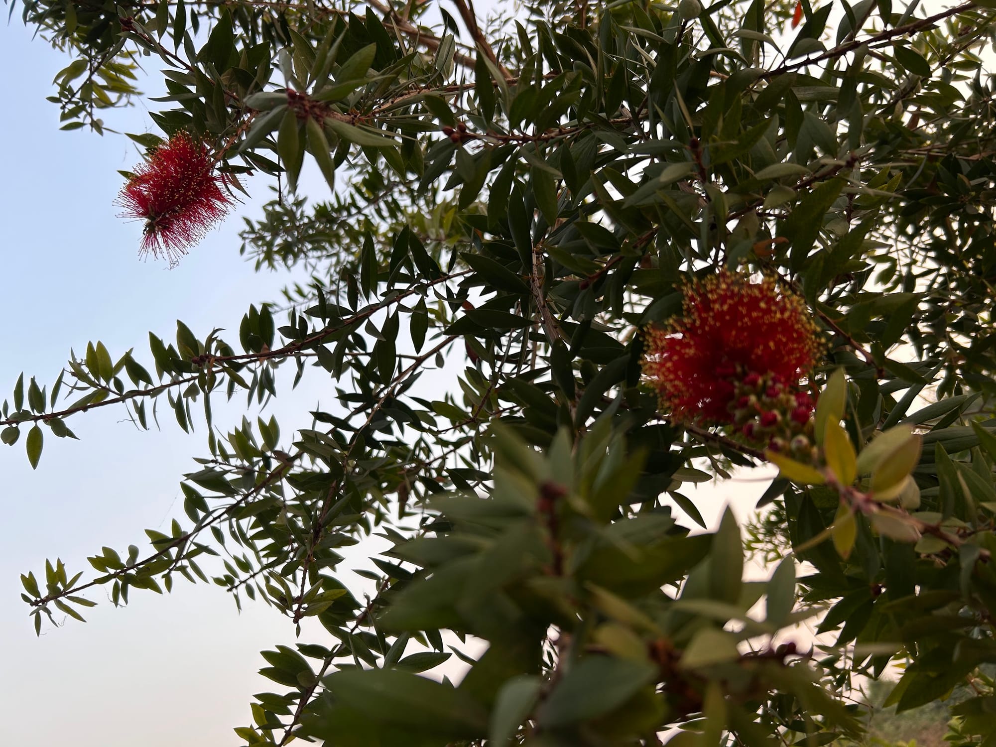 Bottlebrush