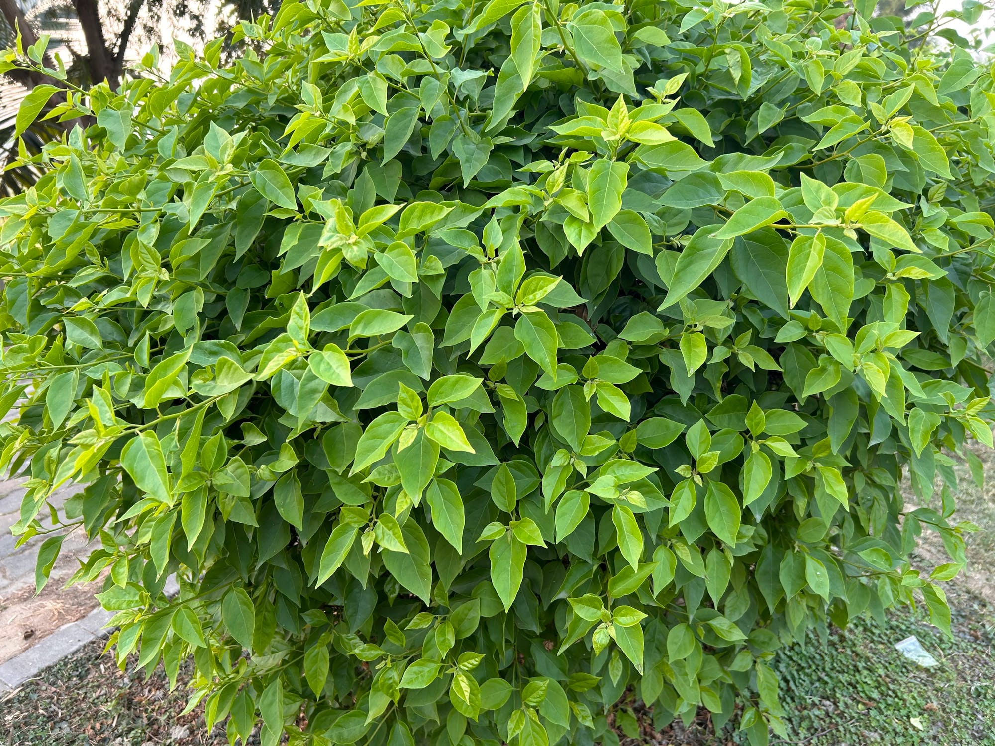 Bougainvillea is not flowering