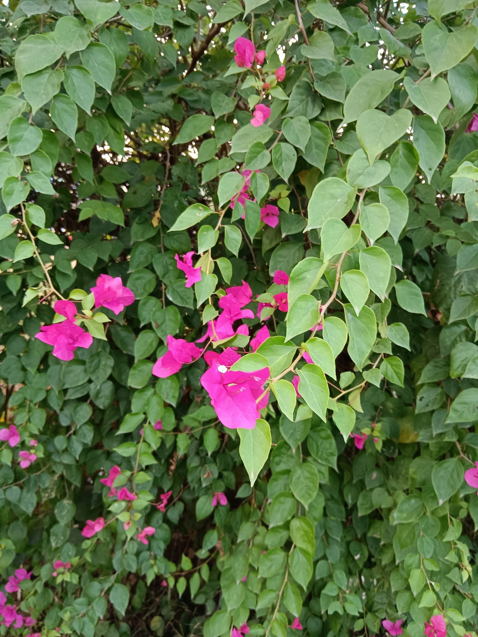 Bougainvillea