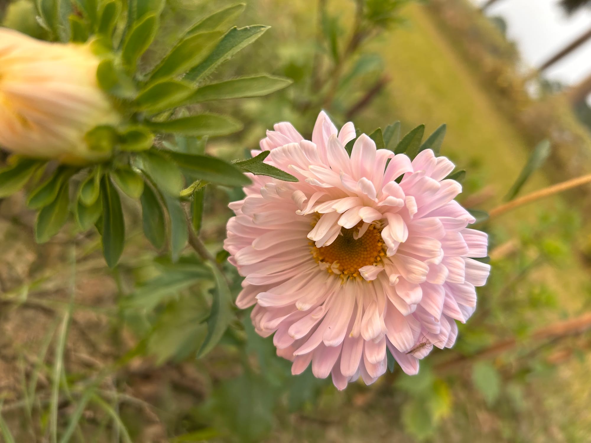 Pink China Aster