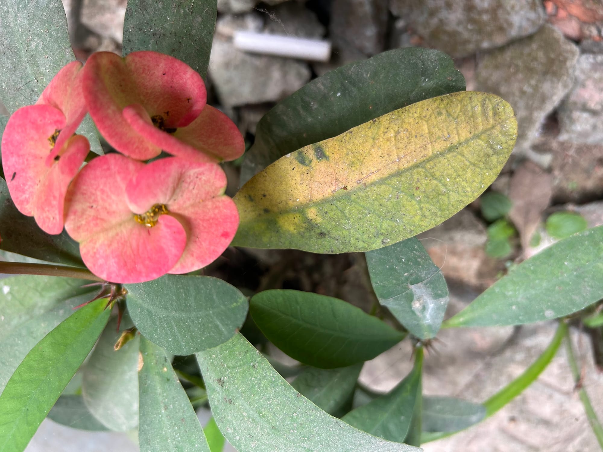 Crown of Thorns Leaves Turning Yellow