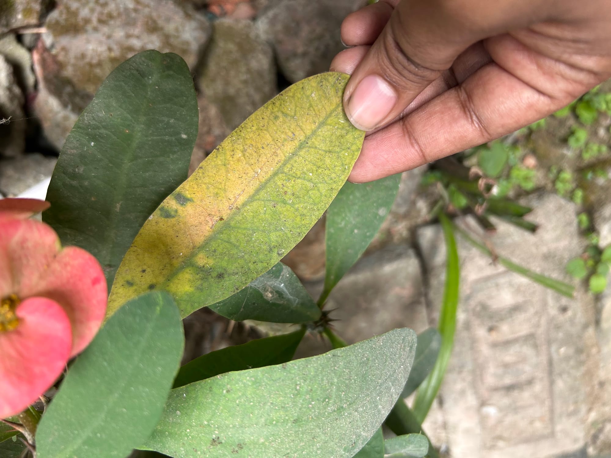 Crown of thorns yellow leaf