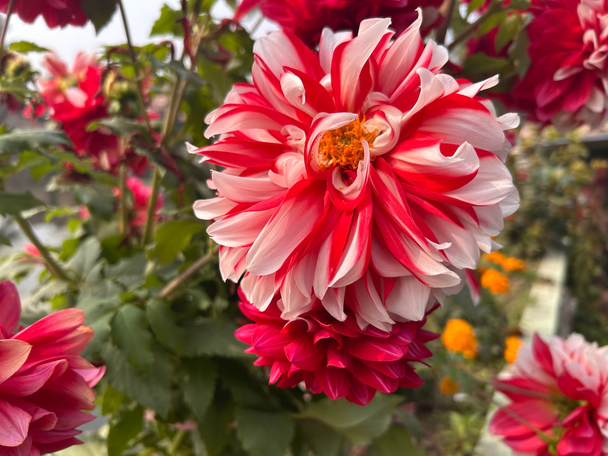 Dahlia flower color changing