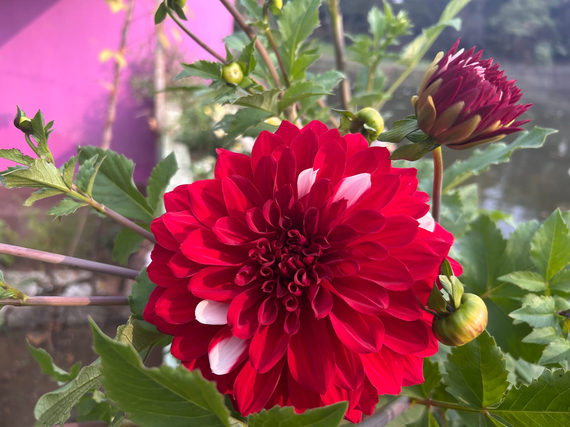 Dahlias are changing color