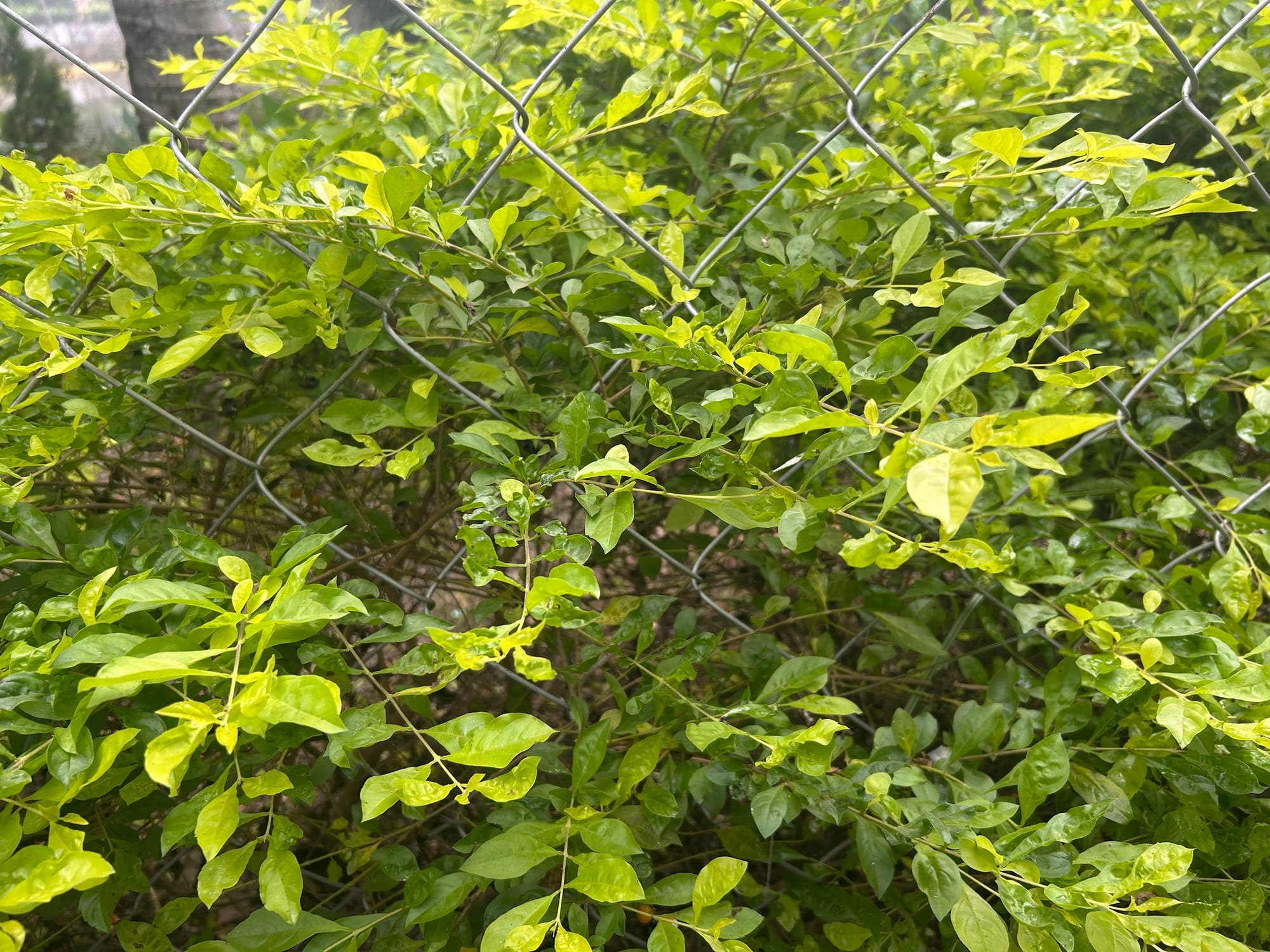 Golden dewdrops hedge