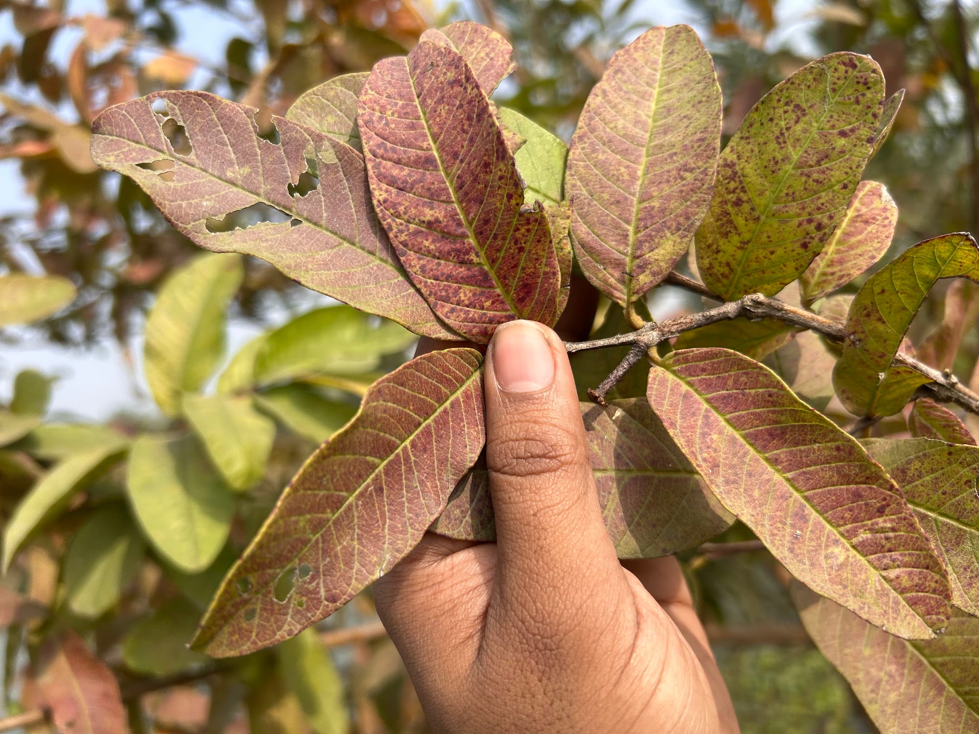 Guava leaves turning purple and reddish