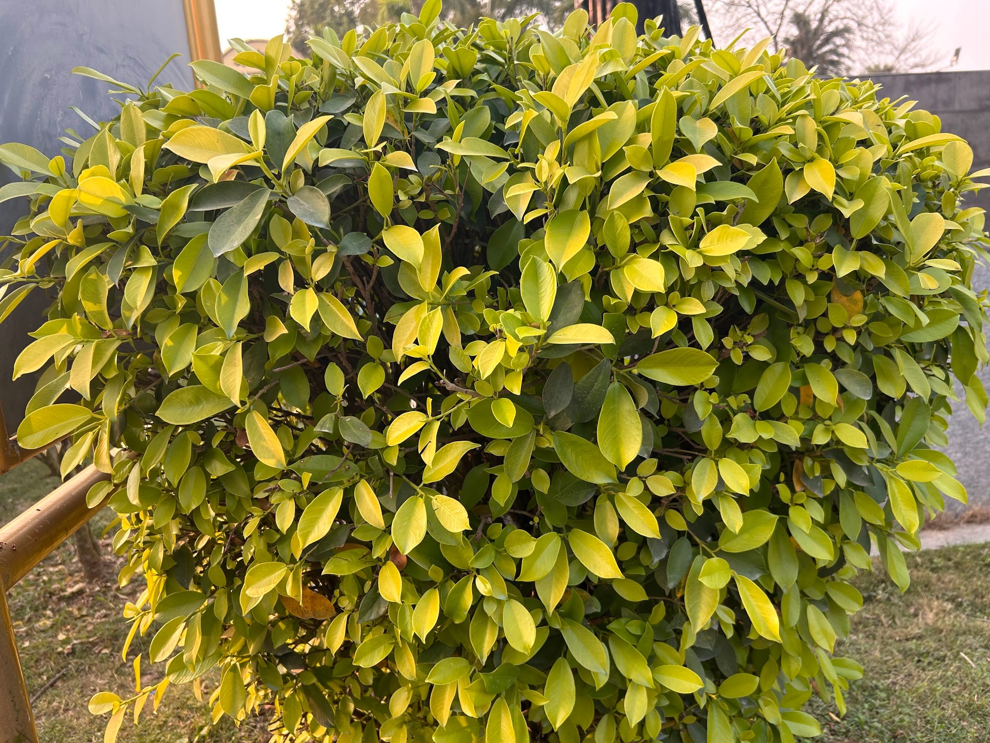 Indian laurel