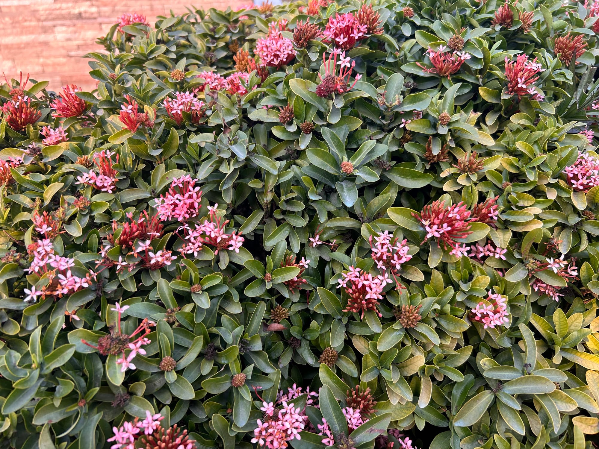 Ixora Hedge