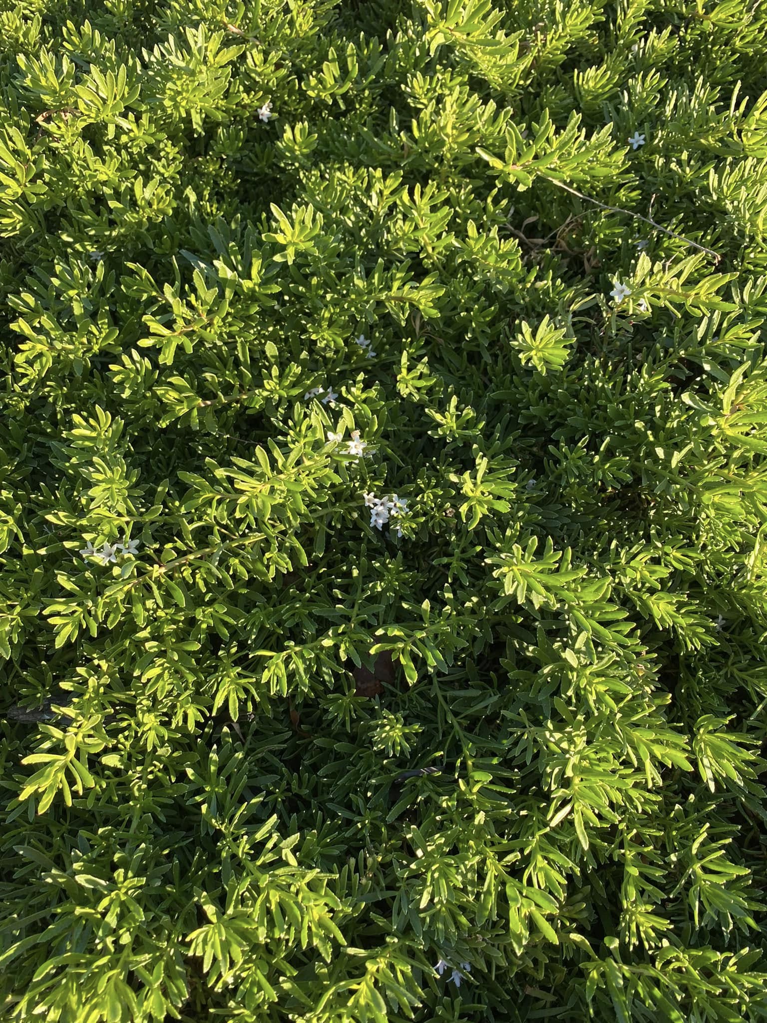 Myoporum parvifolium white