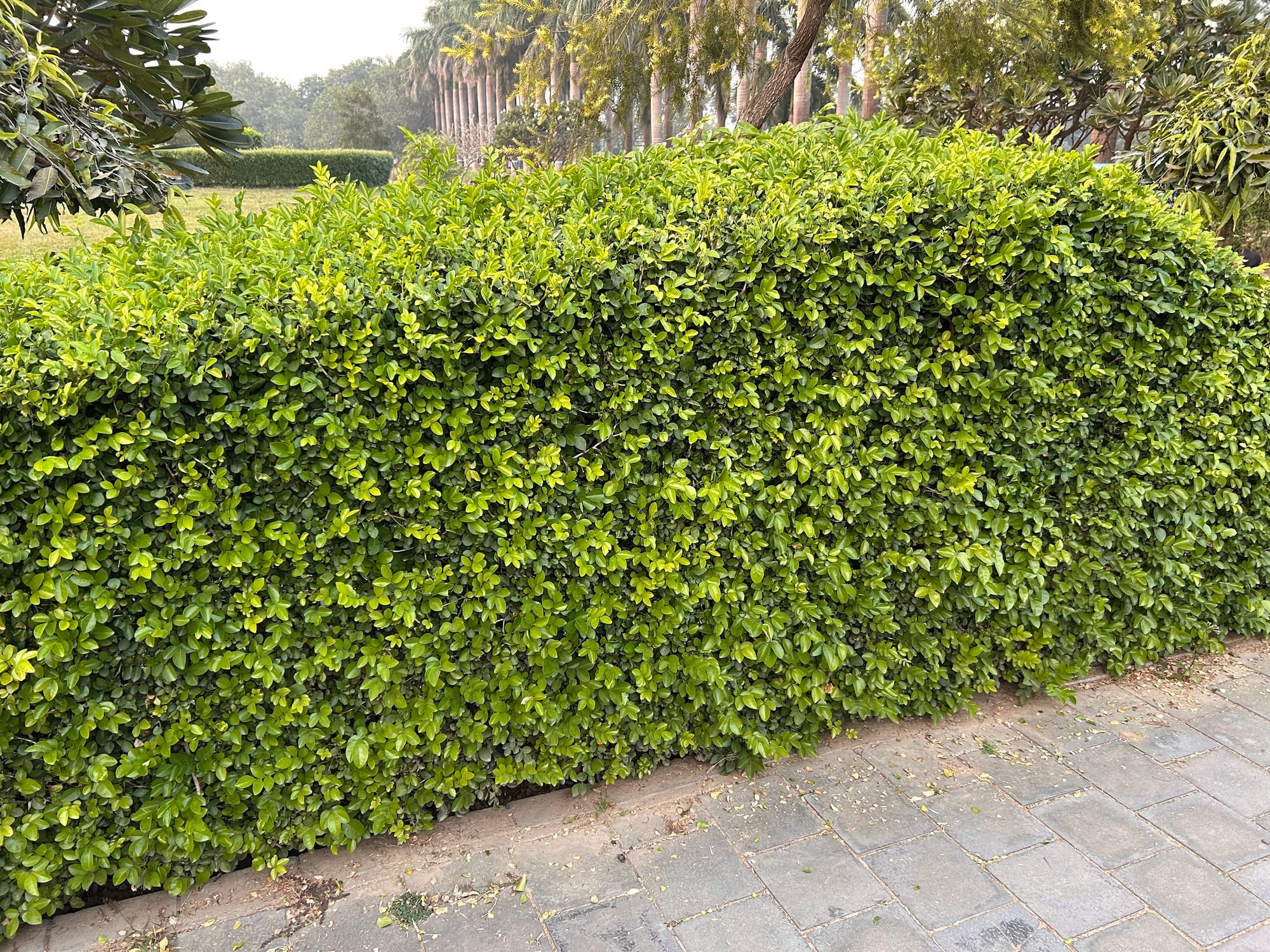 Orange Jasmine Hedge