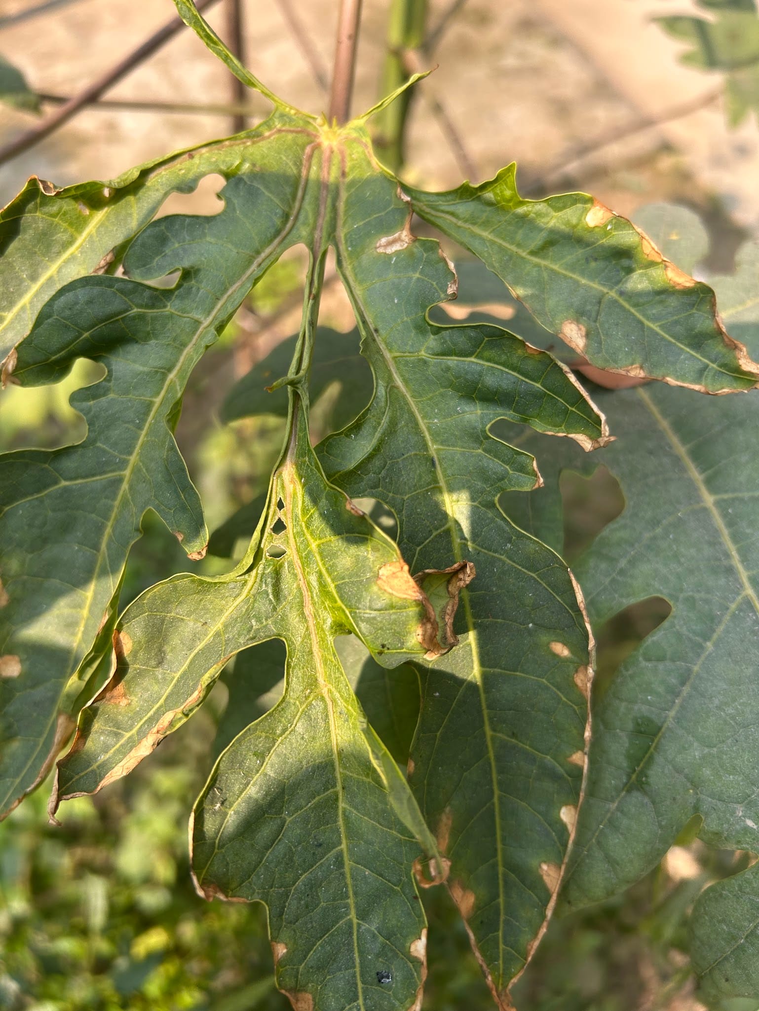 Papaya leaf turning brown