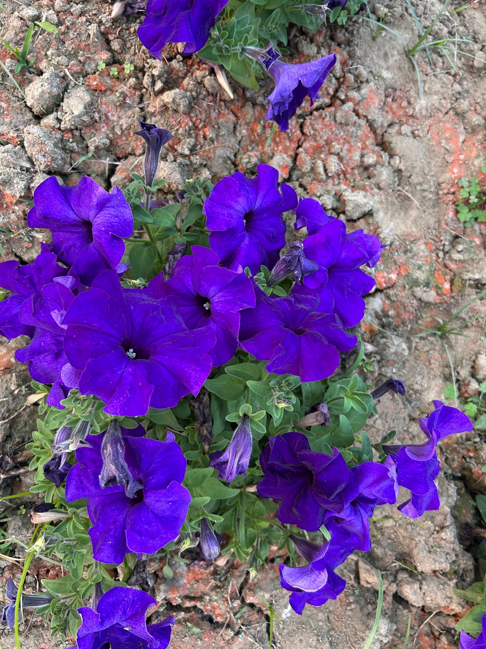 Petunia in Zone 9