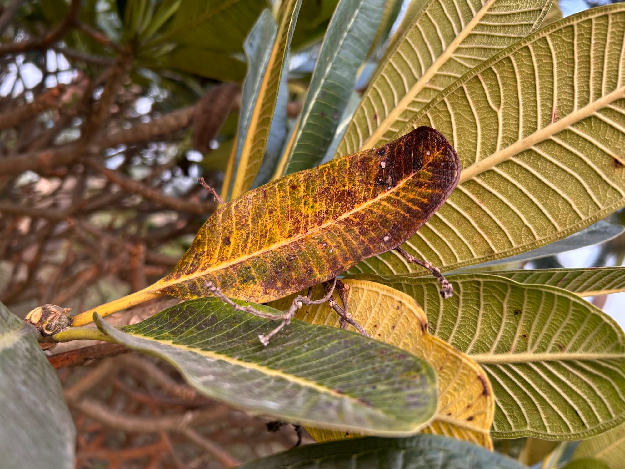 Plumeria dormancy