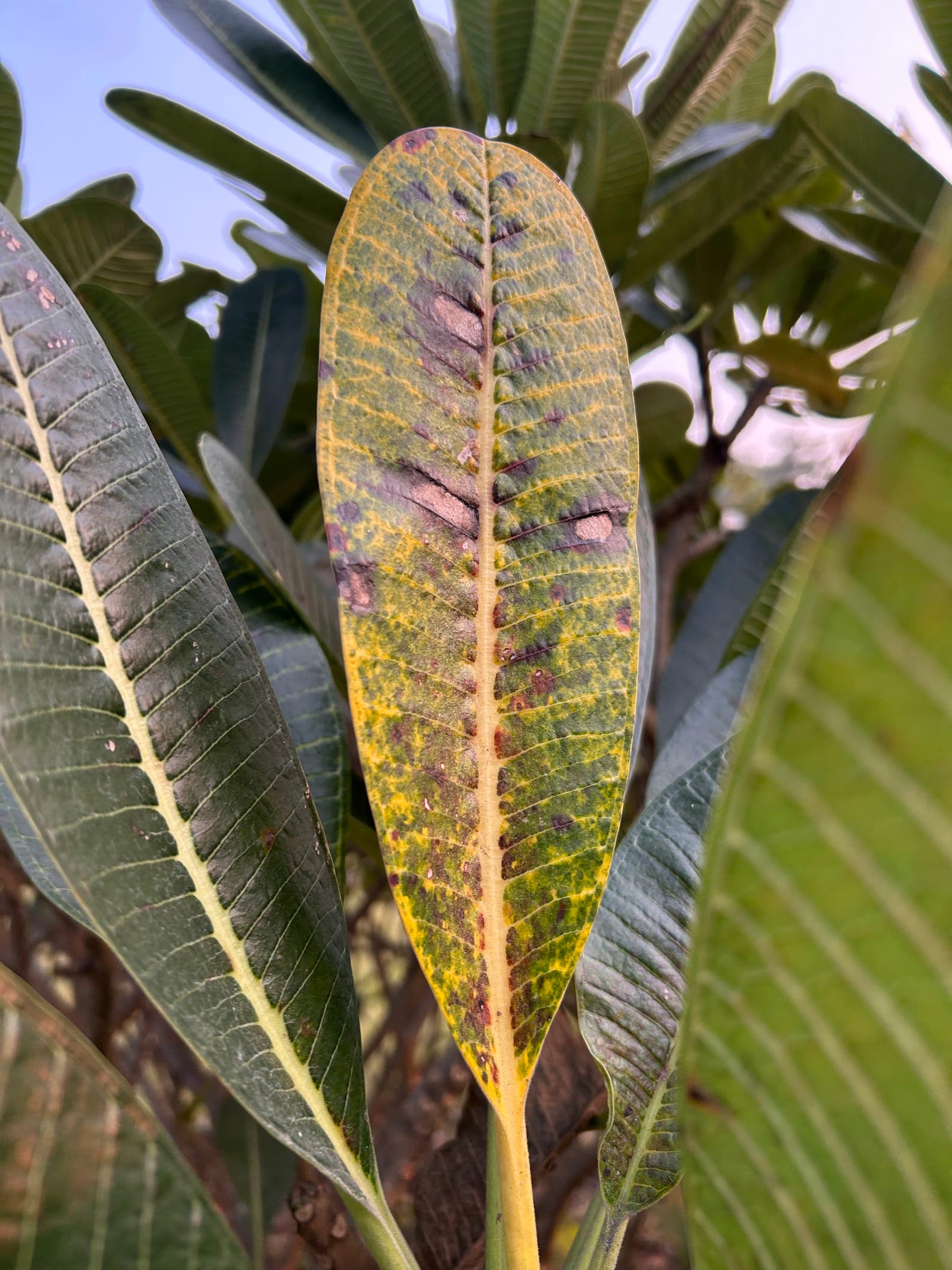 Brown spots on Plumeria Leaf due to dormancy