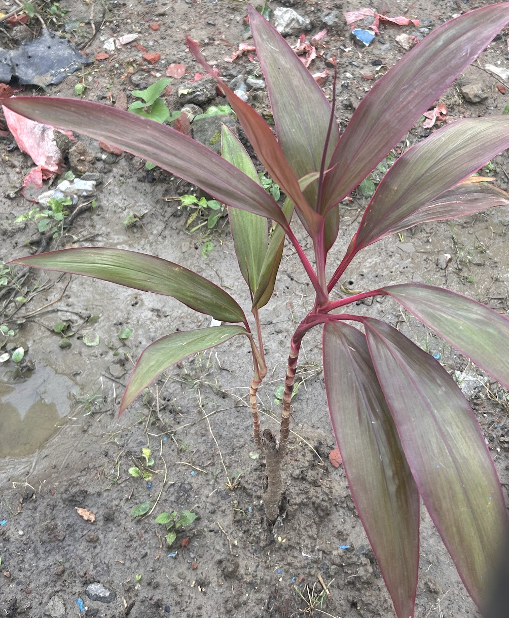 Broadleaf palm lily