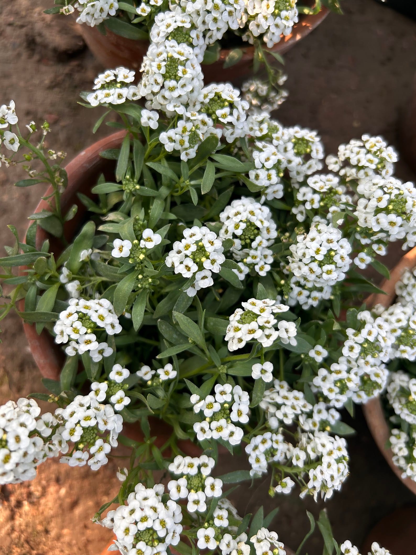 Sweet Alyssum in Zone 9