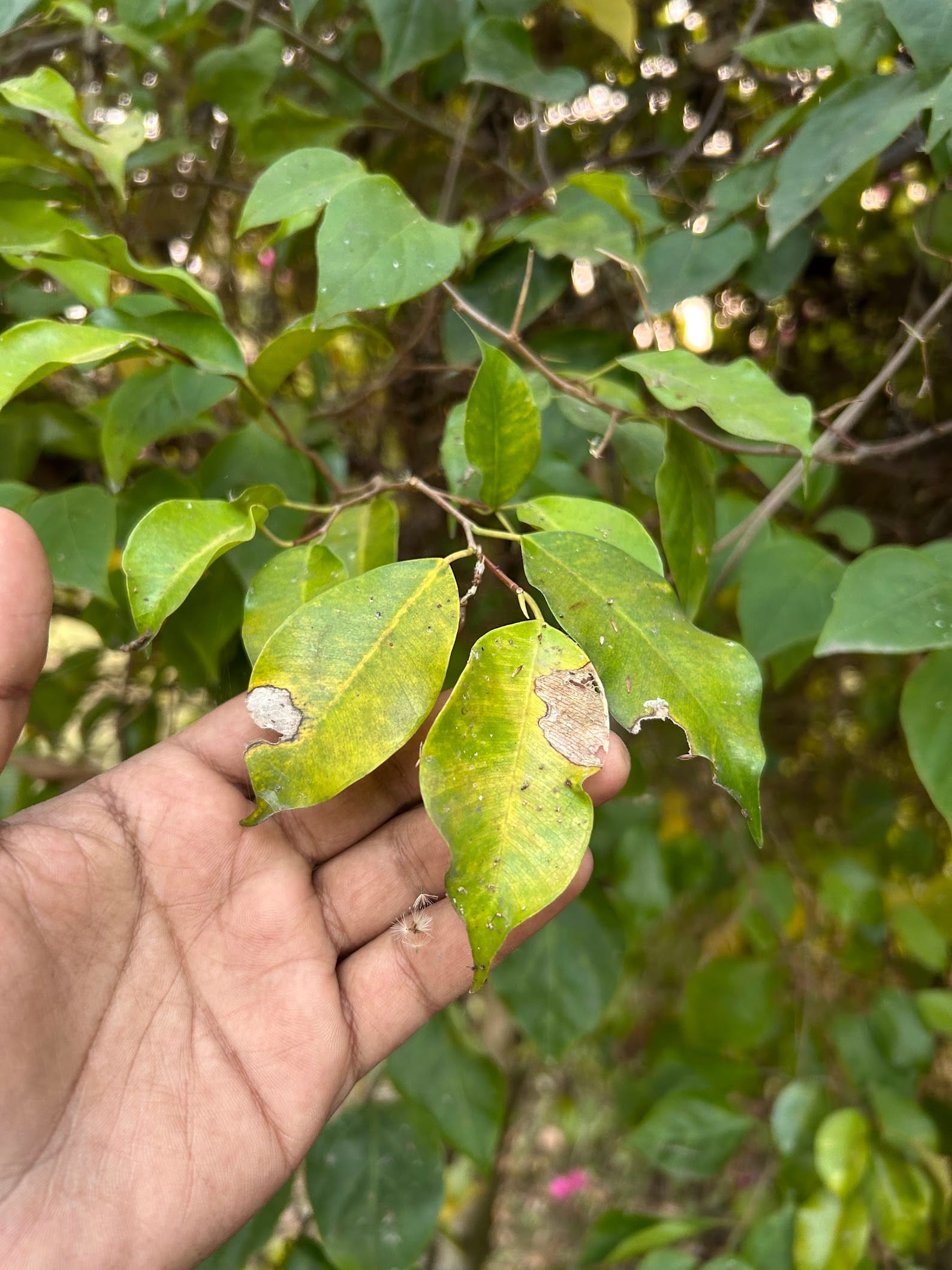 Bougainvillea leaf problem