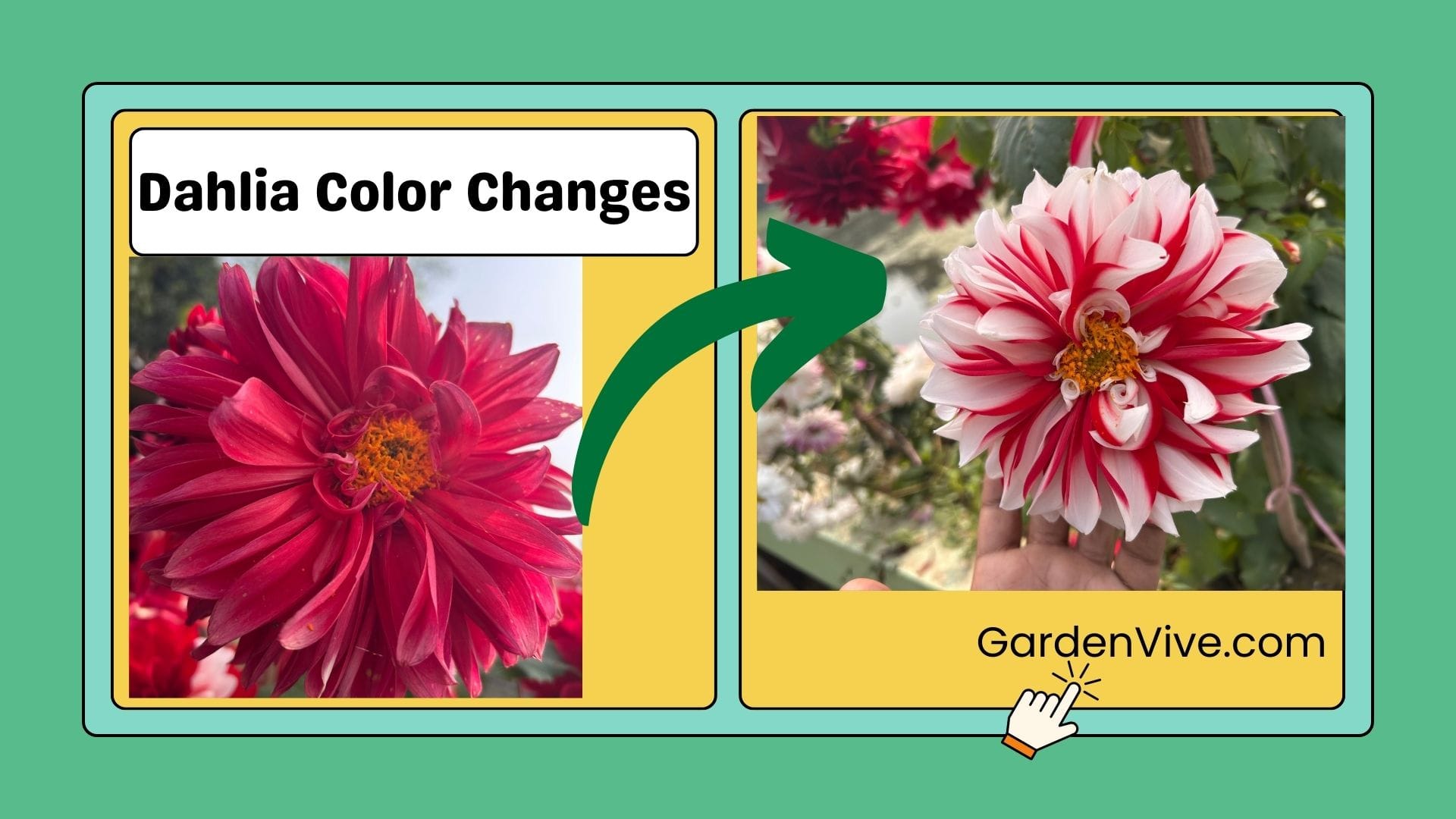 Why do dahlias change color?