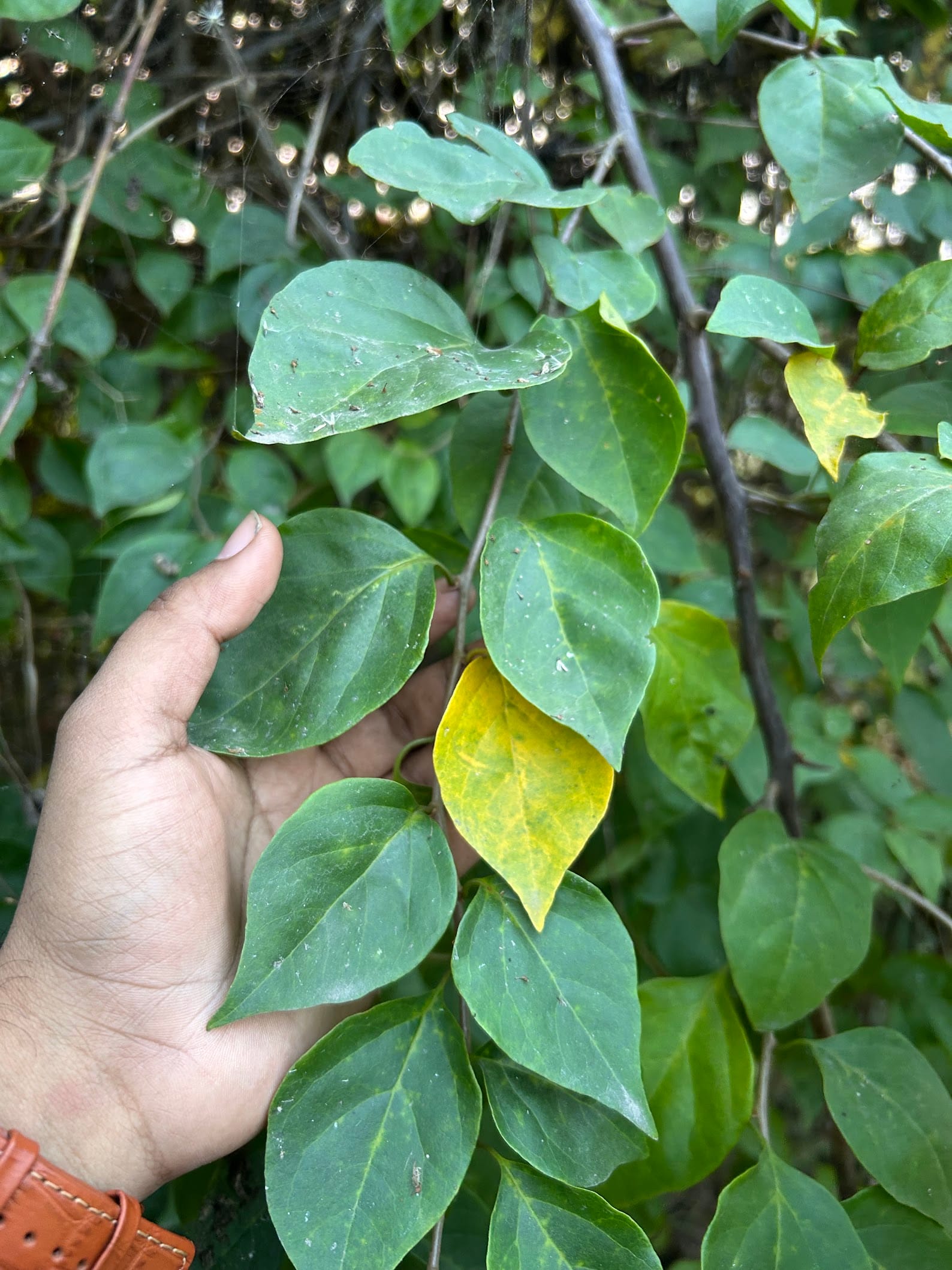 Bougainvillea yellow leaf