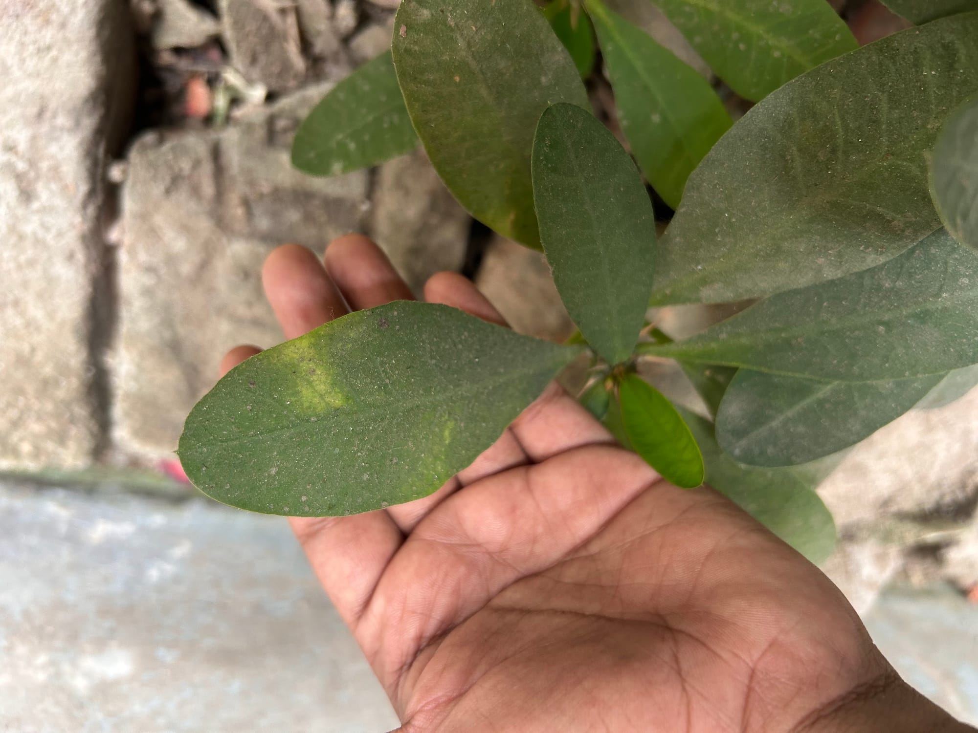 Yellow spot on Crown of Thorns