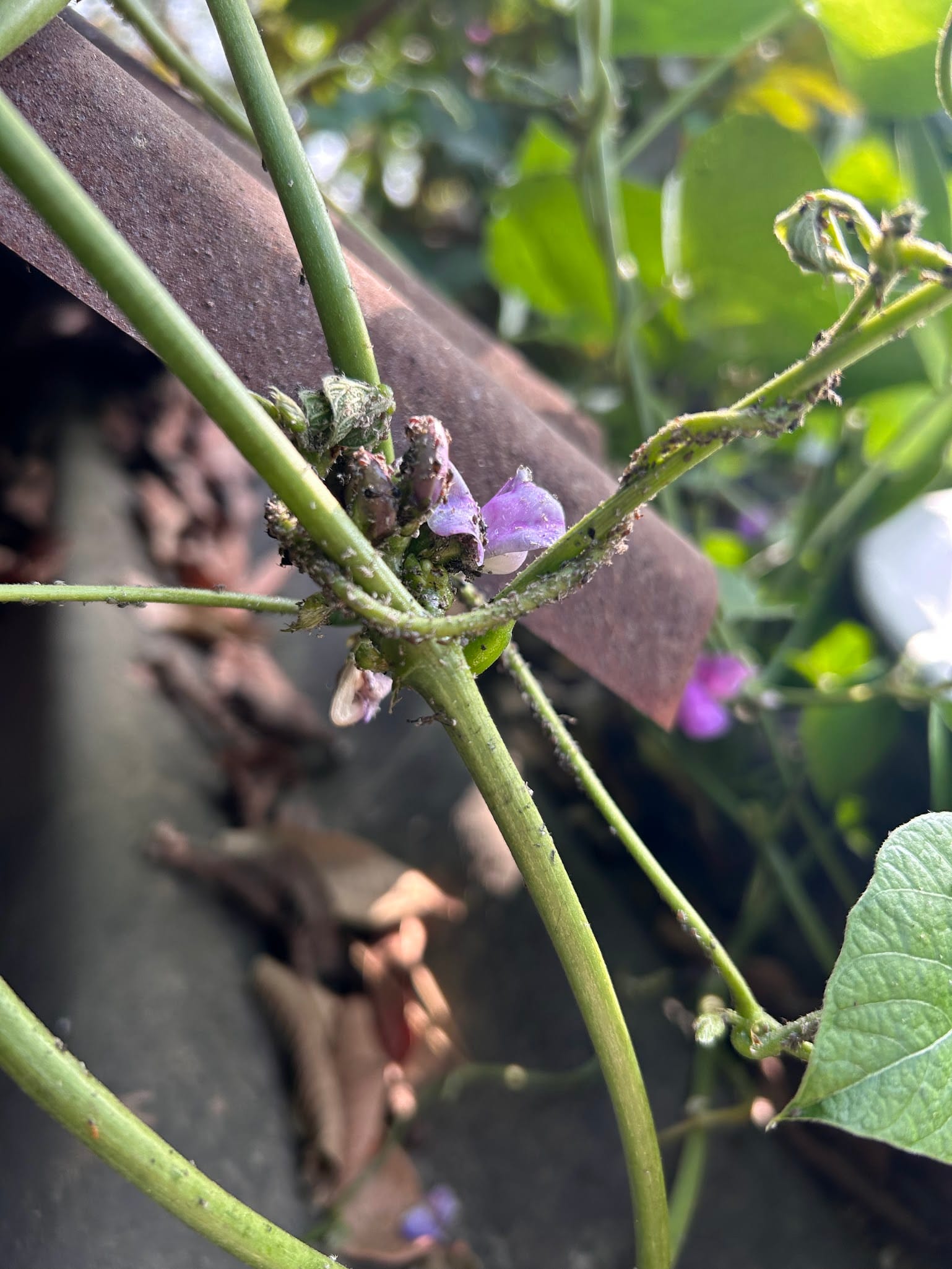 Aphids on HYACINTH BEAN