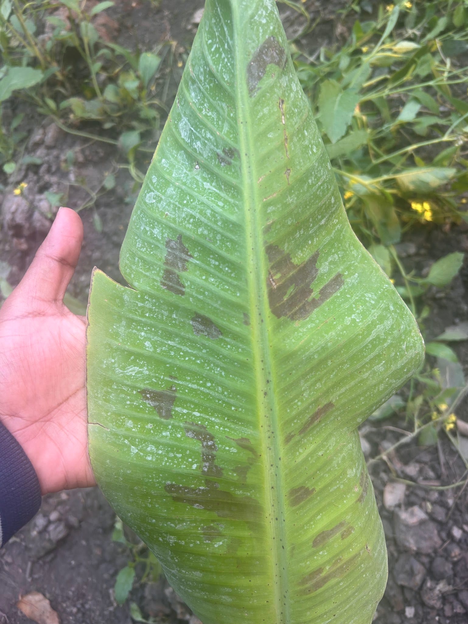 Black Spots on Banana Leaves